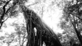 Árbol Ficus @ Santa Elena, Monteverde