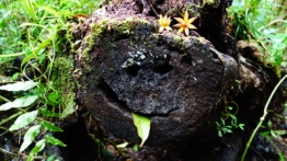 @ Reserva Biológica del Bosque Nuboso de Monteverde